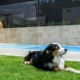 Glass Pool Fencing